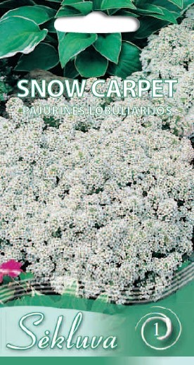 Lobuliarijos pajūrinės Snow Carpet (1 grupė)