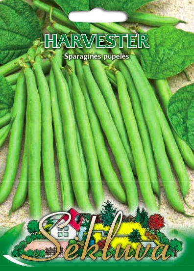 Pupelės žemaūgės Harvester (Sodžius)