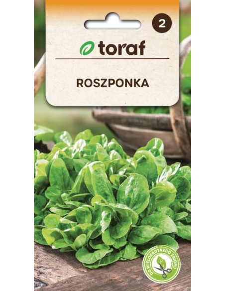 Sultenės salotinės Verte De Cambrai 1g