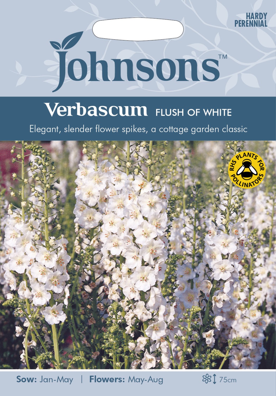 Tūbės violetinės Flush of White