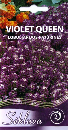 Lobuliarijos pajūrinės Violet Queen (2 grupė)